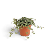 Junge Pilea ‘Greyzy’, deren winzige silbrig grüne Blätter über den Rand des Terrakottatopfs hängen