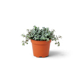 Pilea ‘Greyzy’ als Jungpflanze mit vielen dicht stehenden silbrig grünen Blättern im Topf