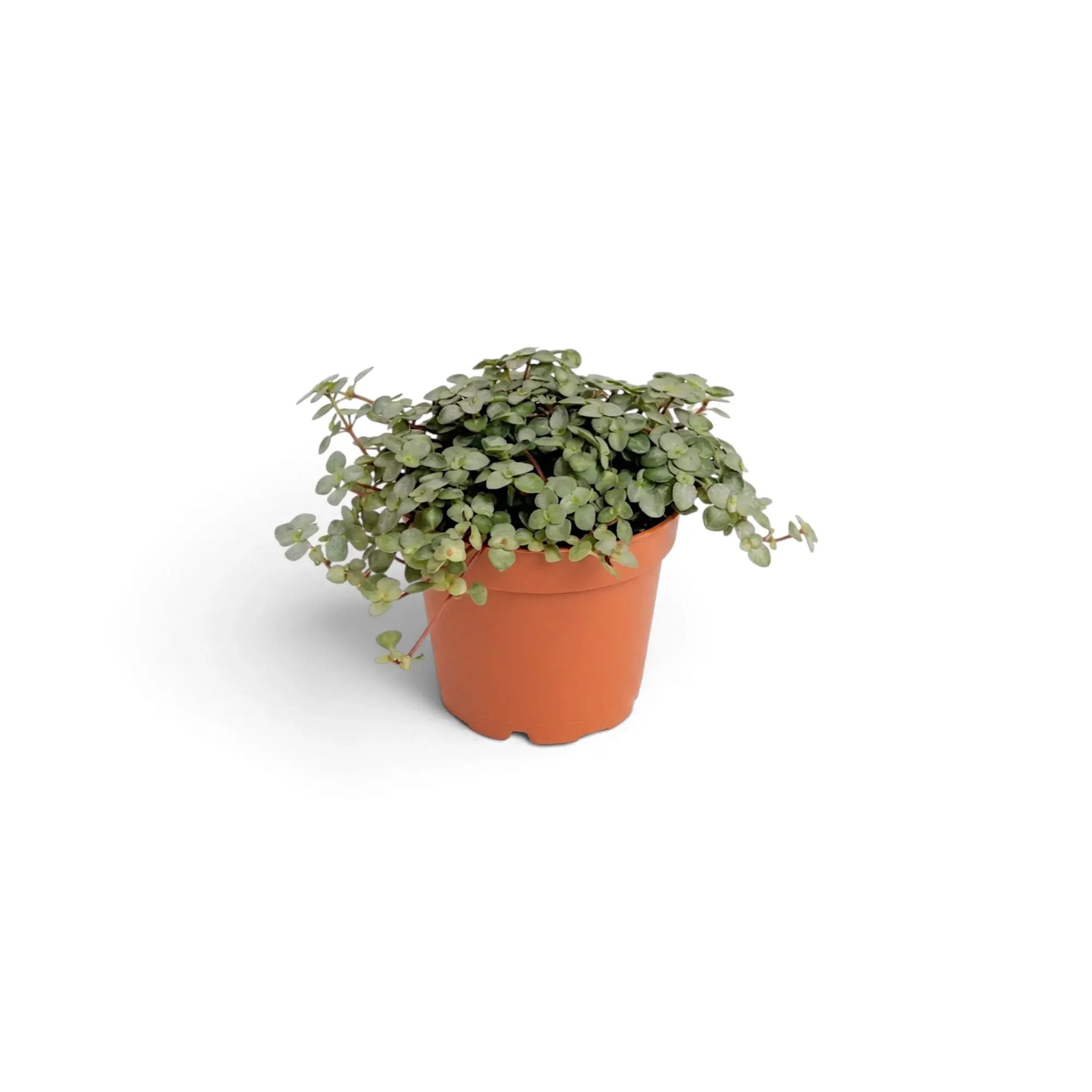 Kompakte Pilea ‘Greyzy’ als Jungpflanze im terrakottafarbenen Kulturtopf