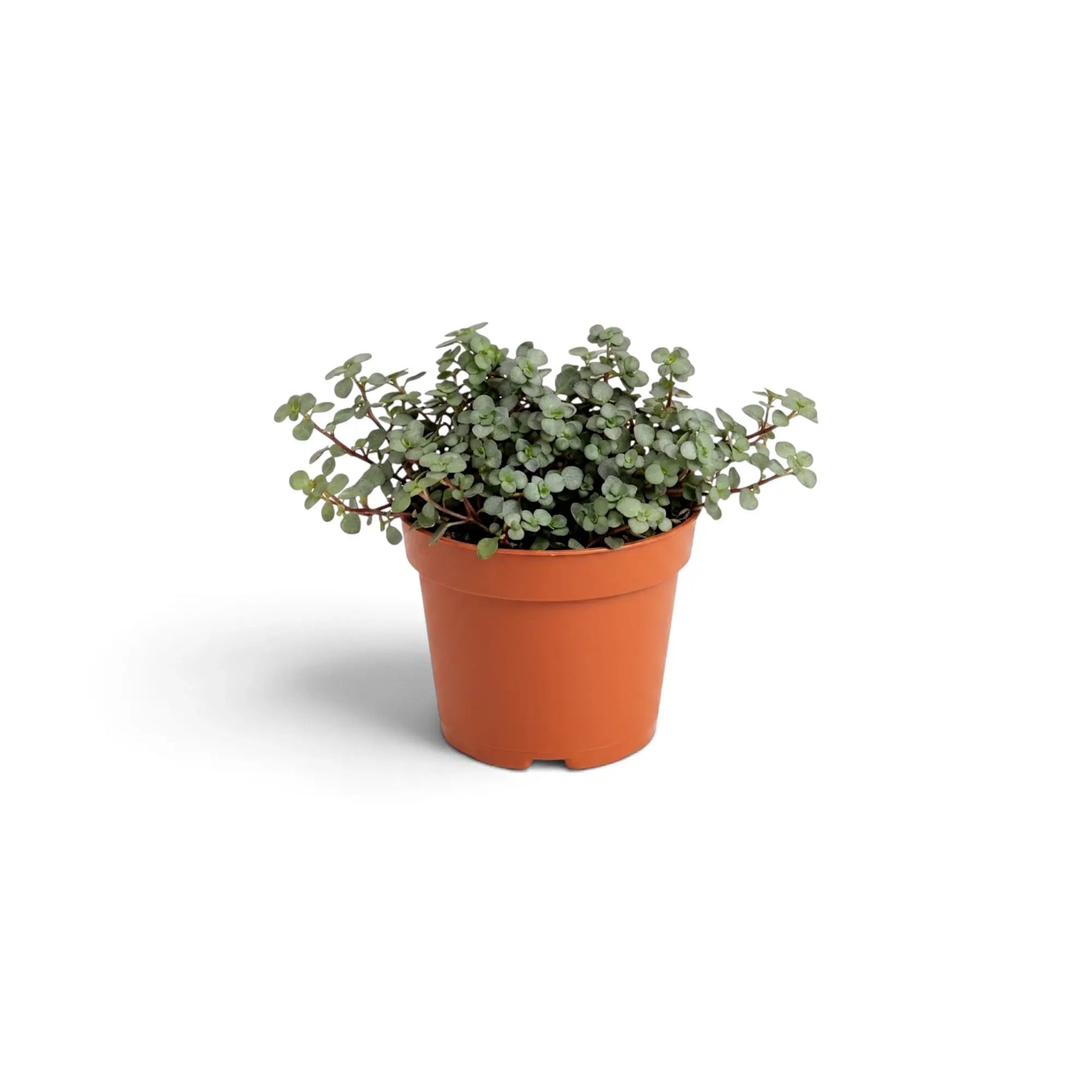 Pilea ‘Greyzy’ als kompakte Jungpflanze mit silbrig grünen Blättern im Terrakottatopf