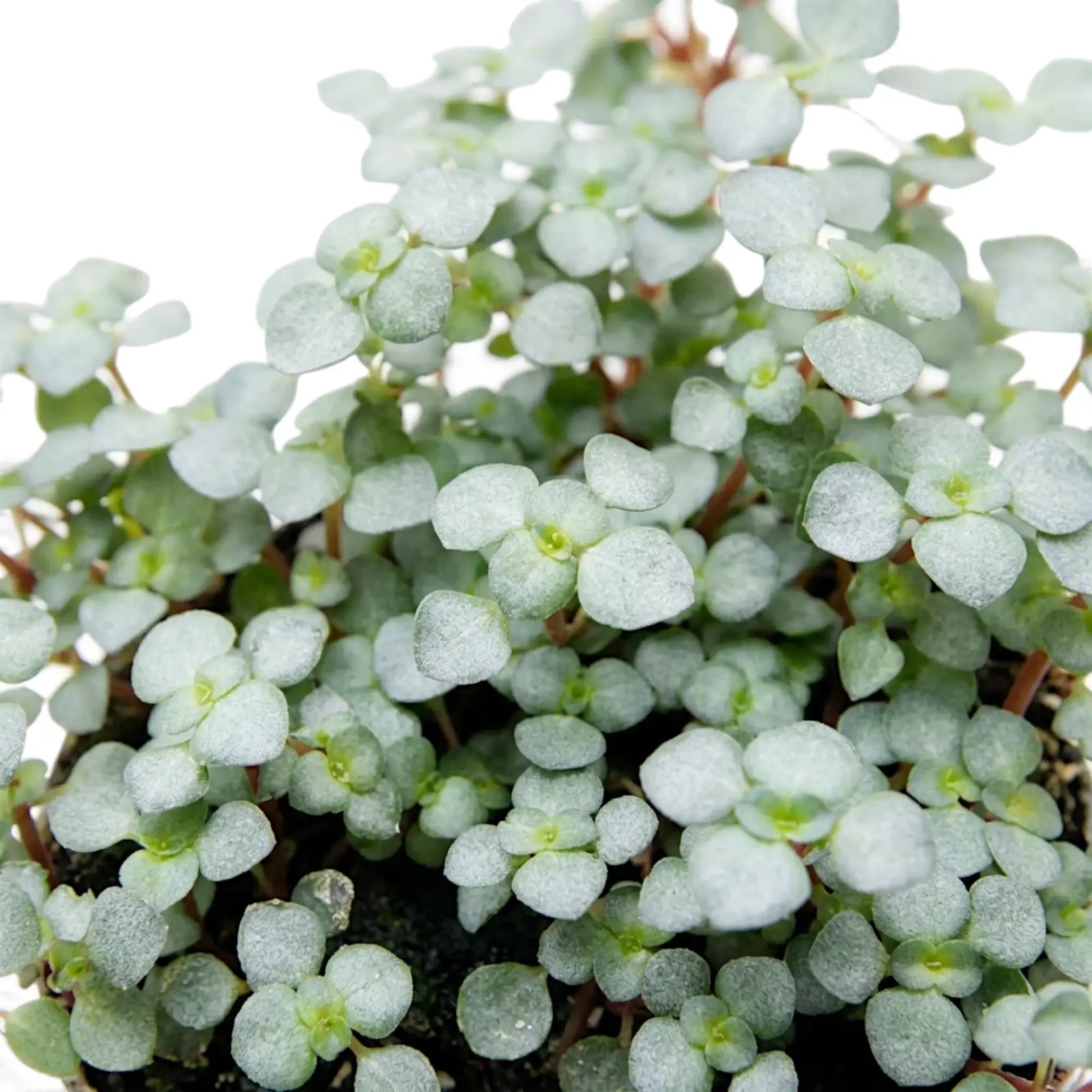 Starke Nahaufnahme der winzigen silbrig grünen Blätter von Pilea ‘Greyzy’ mit sichtbarer Oberflächenstruktur