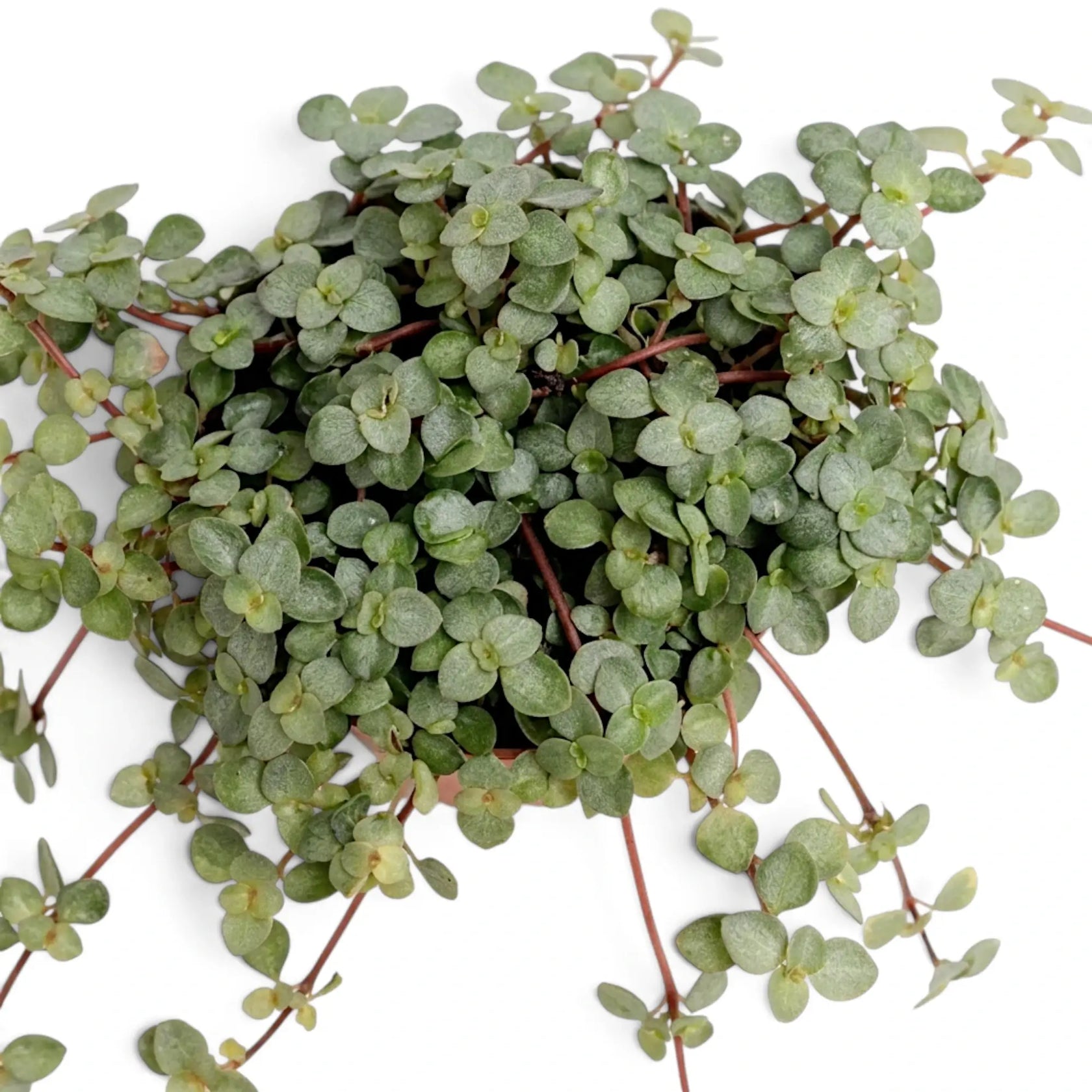 Überhängende Pilea ‘Greyzy’ mit runden silbrigen Blättern, von oben