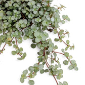 Nahaufnahme der überhängenden Triebe und dicht stehenden silbrigen Blätter von Pilea ‘Greyzy’