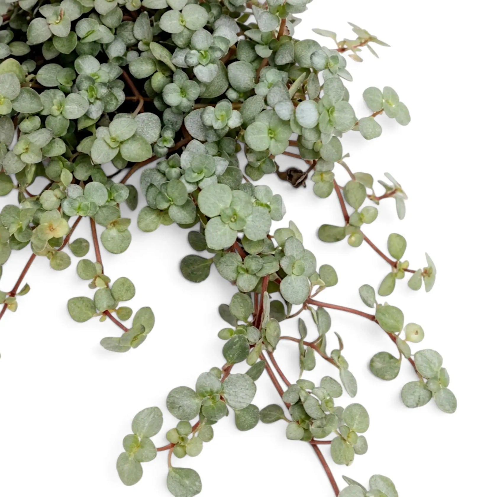 Nahaufnahme der überhängenden Triebe und dicht stehenden silbrigen Blätter von Pilea ‘Greyzy’