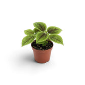 Pilea involucrata ‘Moon Valley’ als Jungpflanze im Kulturtopf mit stark strukturierten Blättern, erhabenen Adern und bronzevioletten Blattmitten