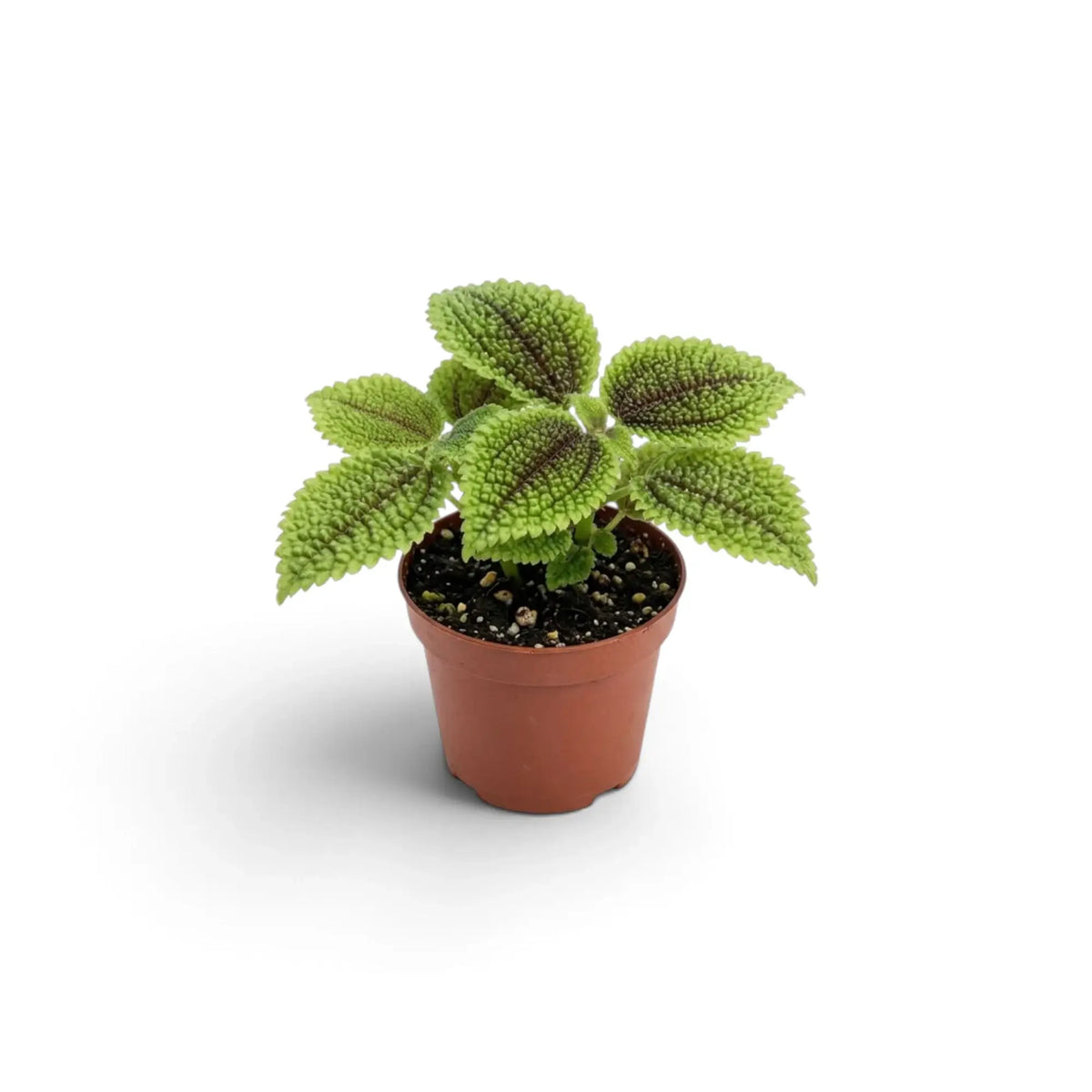 Pilea involucrata ‘Moon Valley’ als Jungpflanze im Kulturtopf mit stark strukturierten Blättern, erhabenen Adern und bronzevioletten Blattmitten