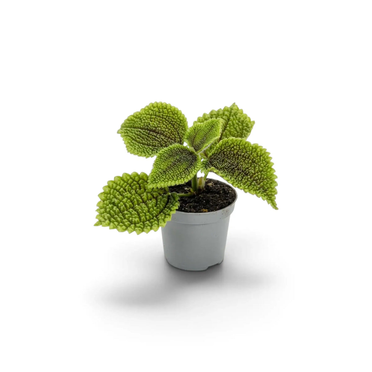Pilea involucrata ‘Moon Valley’ als Jungpflanze mit strukturierten ovalen Blättern, gekerbten Rändern und dunklen Adern