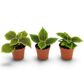 Pilea involucrata ‘Moon Valley’ als Jungpflanze im Kulturtopf mit stark gekräuselten Blättern und bronzevioletten Blattmitten