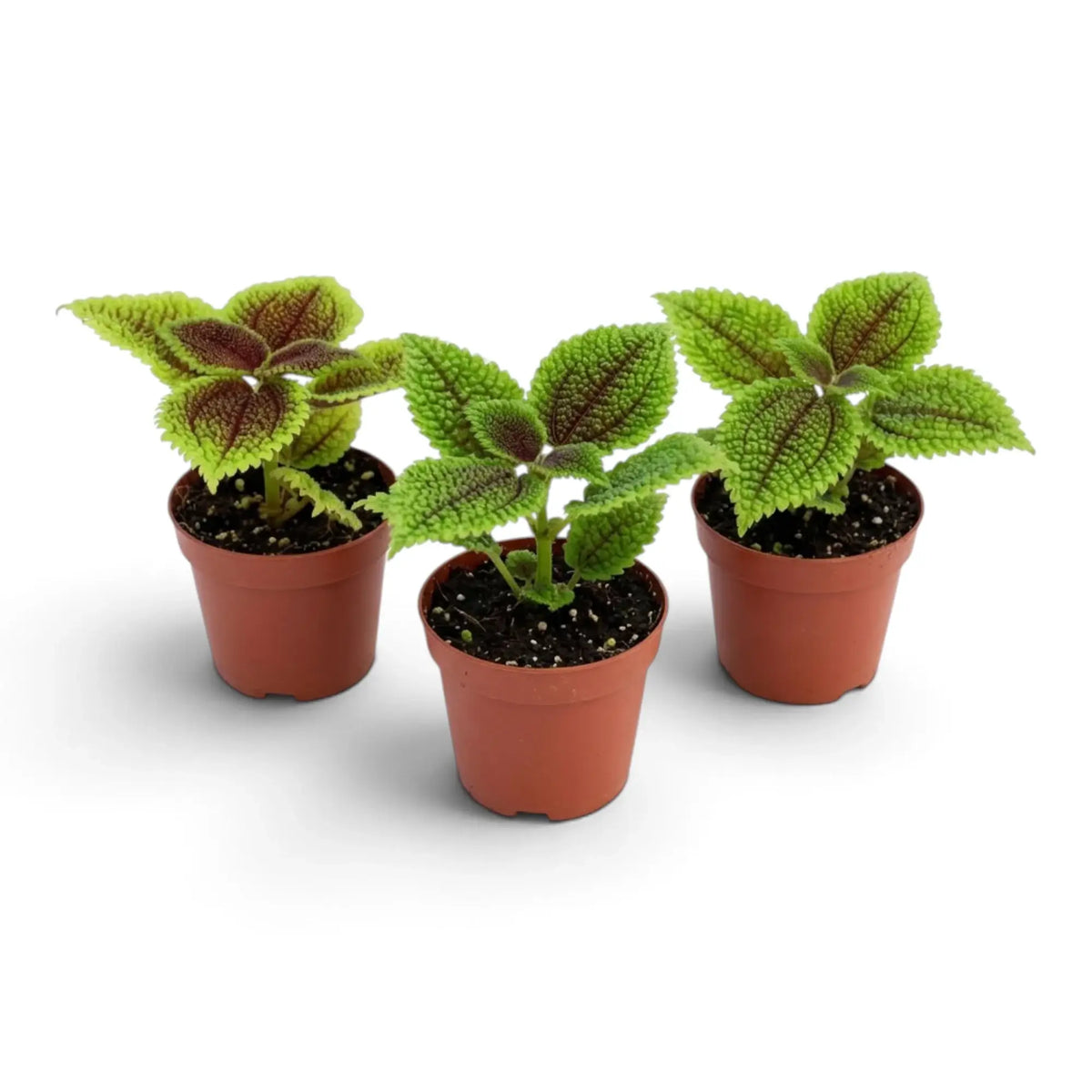 Pilea involucrata ‘Moon Valley’ als Jungpflanze mit gekräuseltem Laub, gekerbten Blatträndern und dunkleren Blattmitten