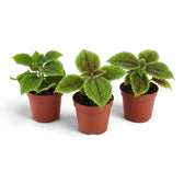 Pilea involucrata ‘Moon Valley’ als Jungpflanze mit kompaktem Wuchs und stark strukturierten grünen Blättern