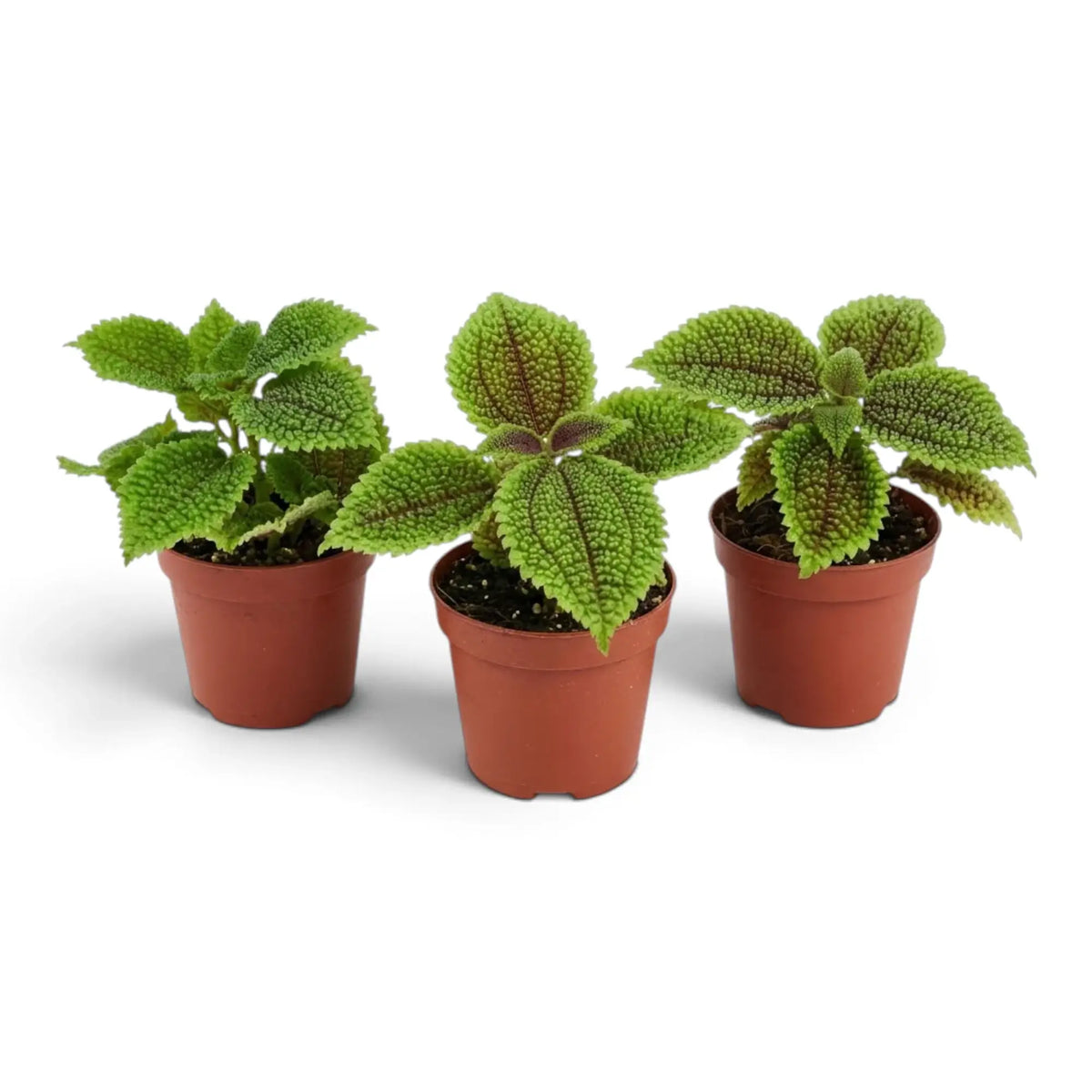 Pilea involucrata ‘Moon Valley’ als Jungpflanze mit kompaktem Wuchs und stark strukturierten grünen Blättern