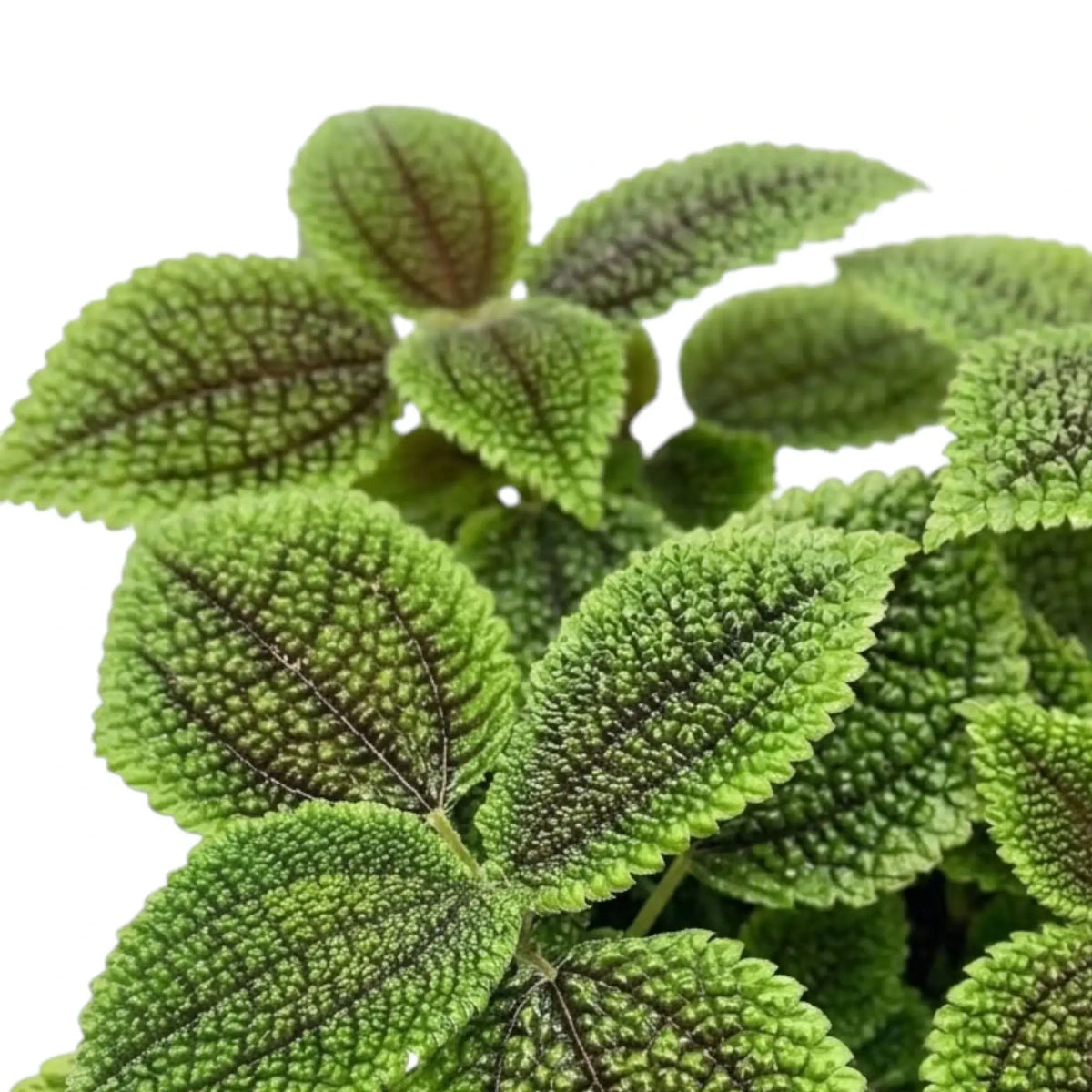 Blattdetail von Pilea involucrata ‘Moon Valley’ mit ausgeprägt strukturierter Oberfläche und dunklen, verzweigten Adern