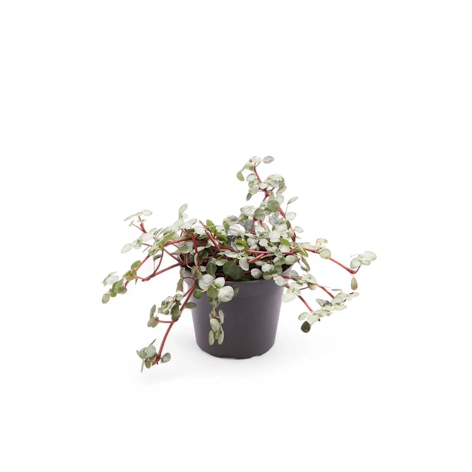 Pilea libanensis 'Greyzy' ('Silver Sparkles') potted plant in nursery pot on white background.