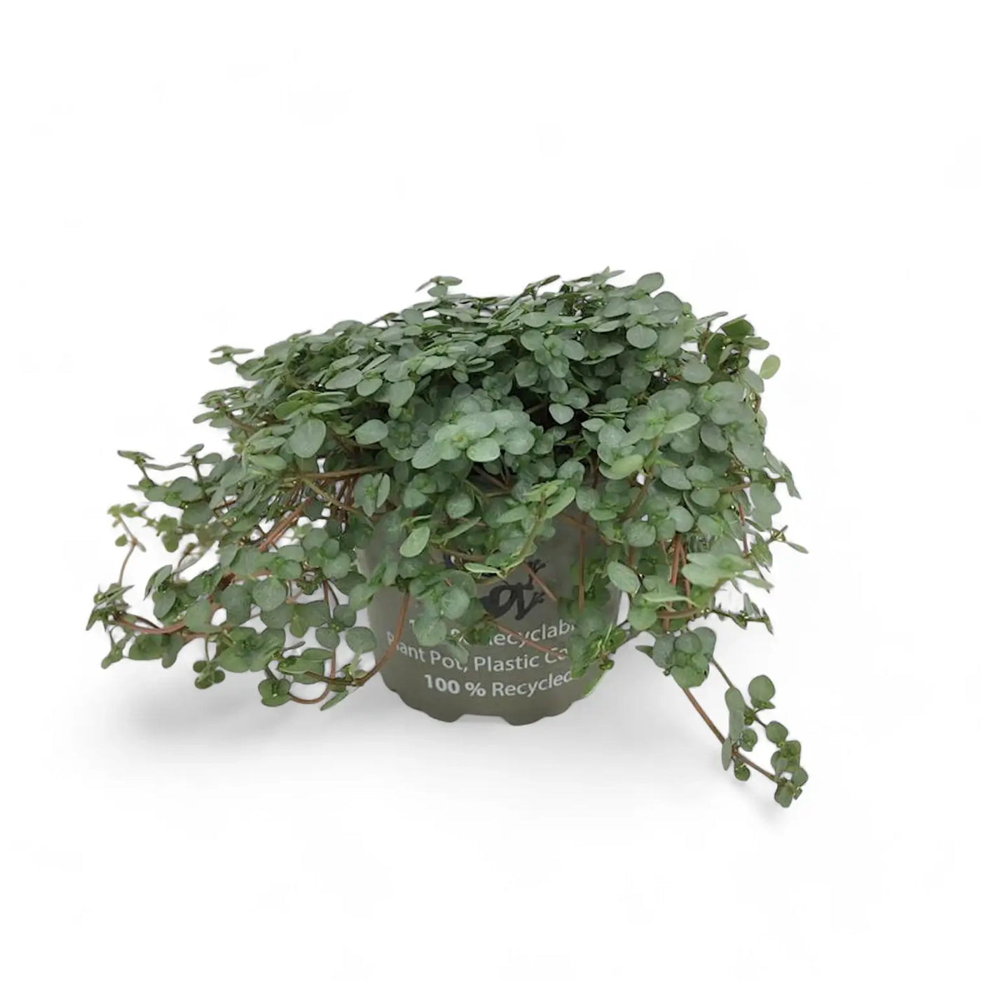 Pilea libanensis 'Greyzy' ('Silver Sparkles') potted plant in nursery pot on white background.