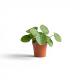 Pilea peperomioides baby plant in a nursery pot on white background
