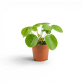 Pilea peperomioides baby plant in a nursery pot on white background