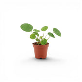 Pilea peperomioides baby plant in a nursery pot on white background