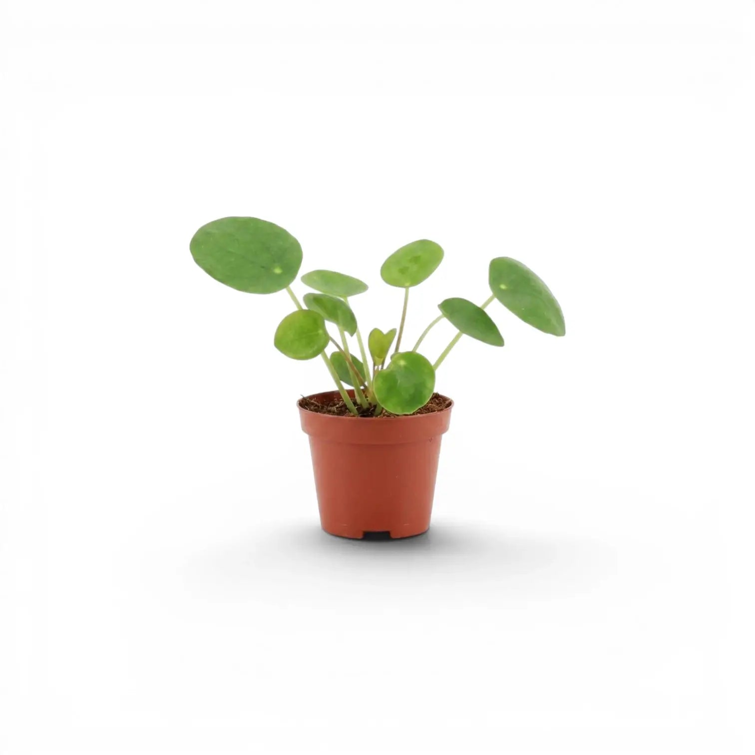 Pilea peperomioides baby plant in a nursery pot on white background