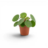 Pilea peperomioides baby plant in a nursery pot on white background