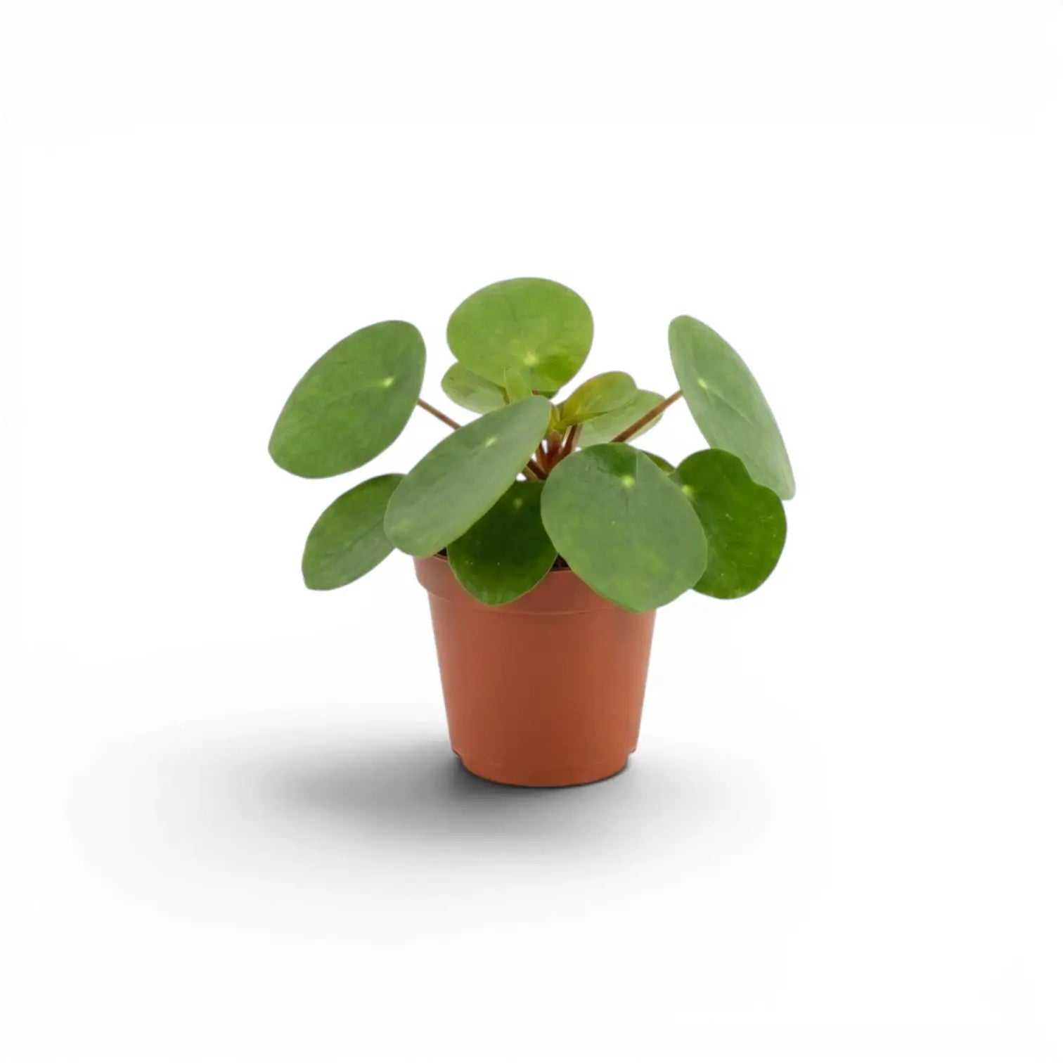 Pilea peperomioides baby plant in a nursery pot on white background