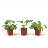 Pilea peperomioides baby plant in a nursery pot on white background