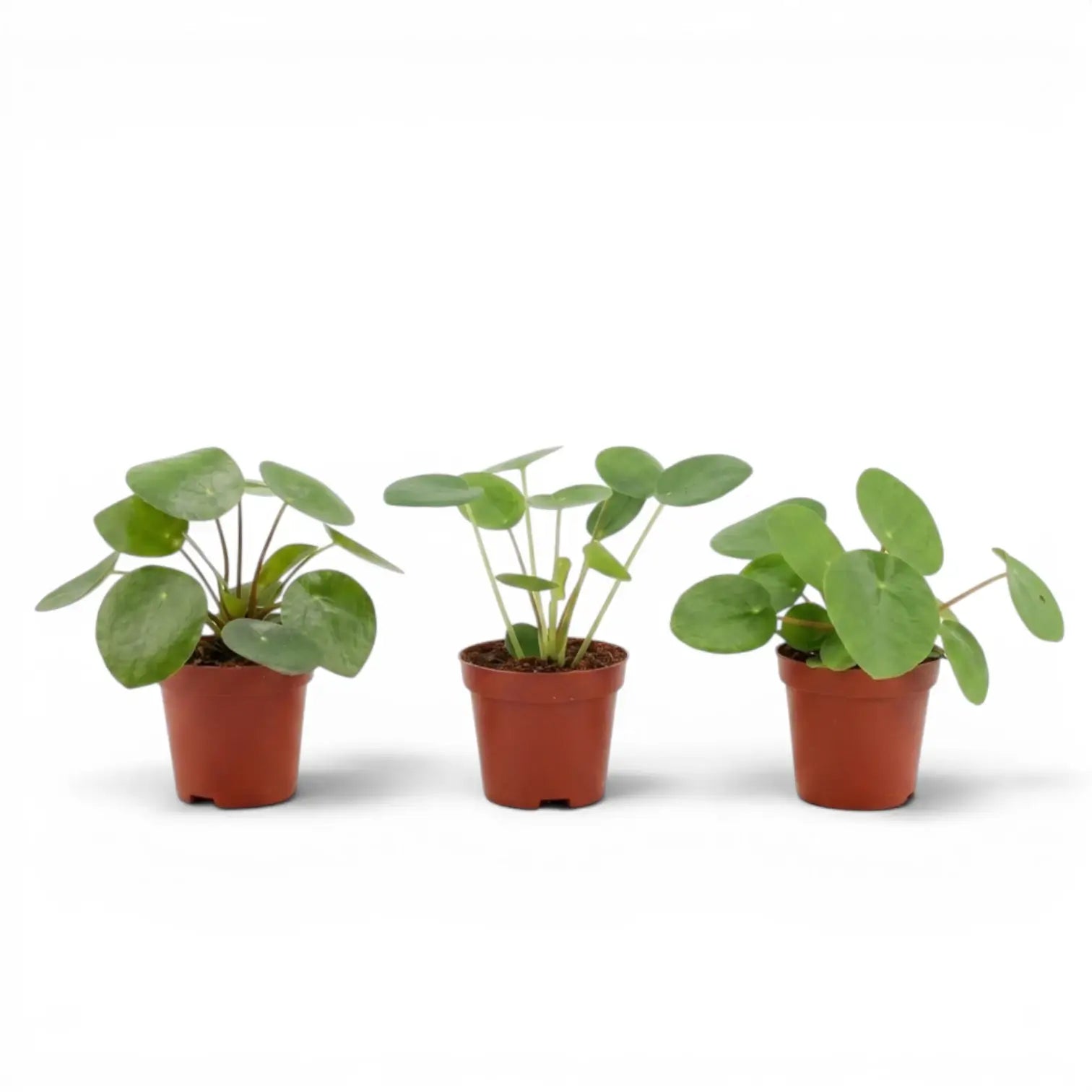 Pilea peperomioides baby plant in a nursery pot on white background