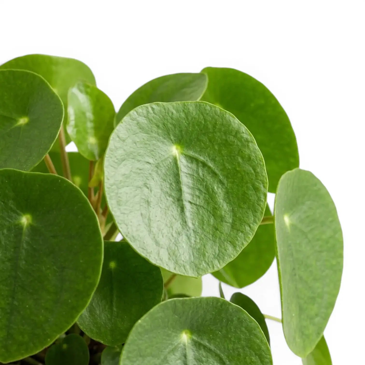 Pilea peperomioides foliage close-up on white background