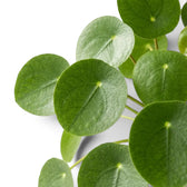Pilea peperomioides foliage close-up on white background