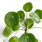 Pilea peperomioides foliage close-up on white background