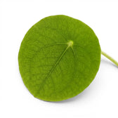 Pilea peperomioides foliage close-up on white background