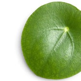Close-up of a round green leaf of Pilea peperomioides on white background