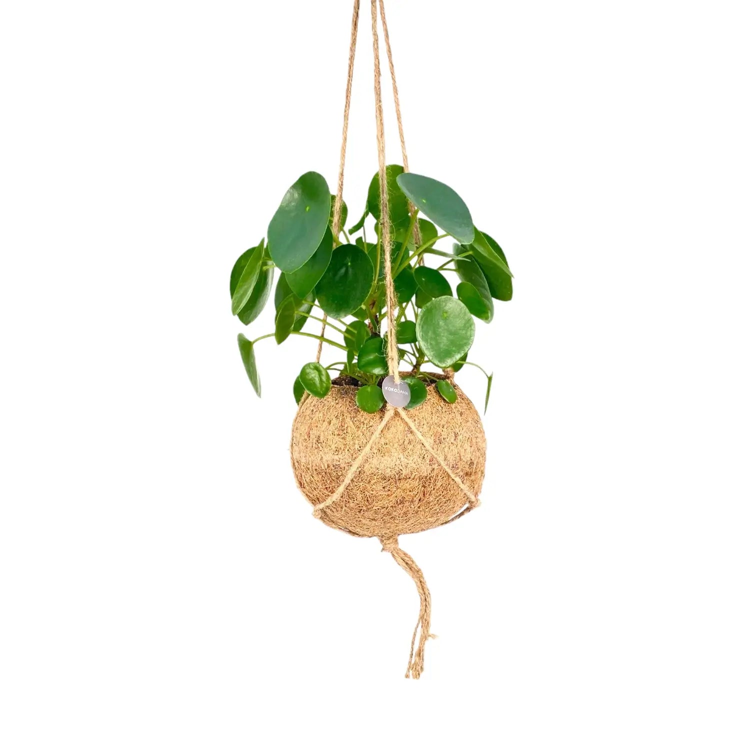 Nahaufnahme eines Blatts von Pilea peperomioides in Kokodama vor weißem Hintergrund.