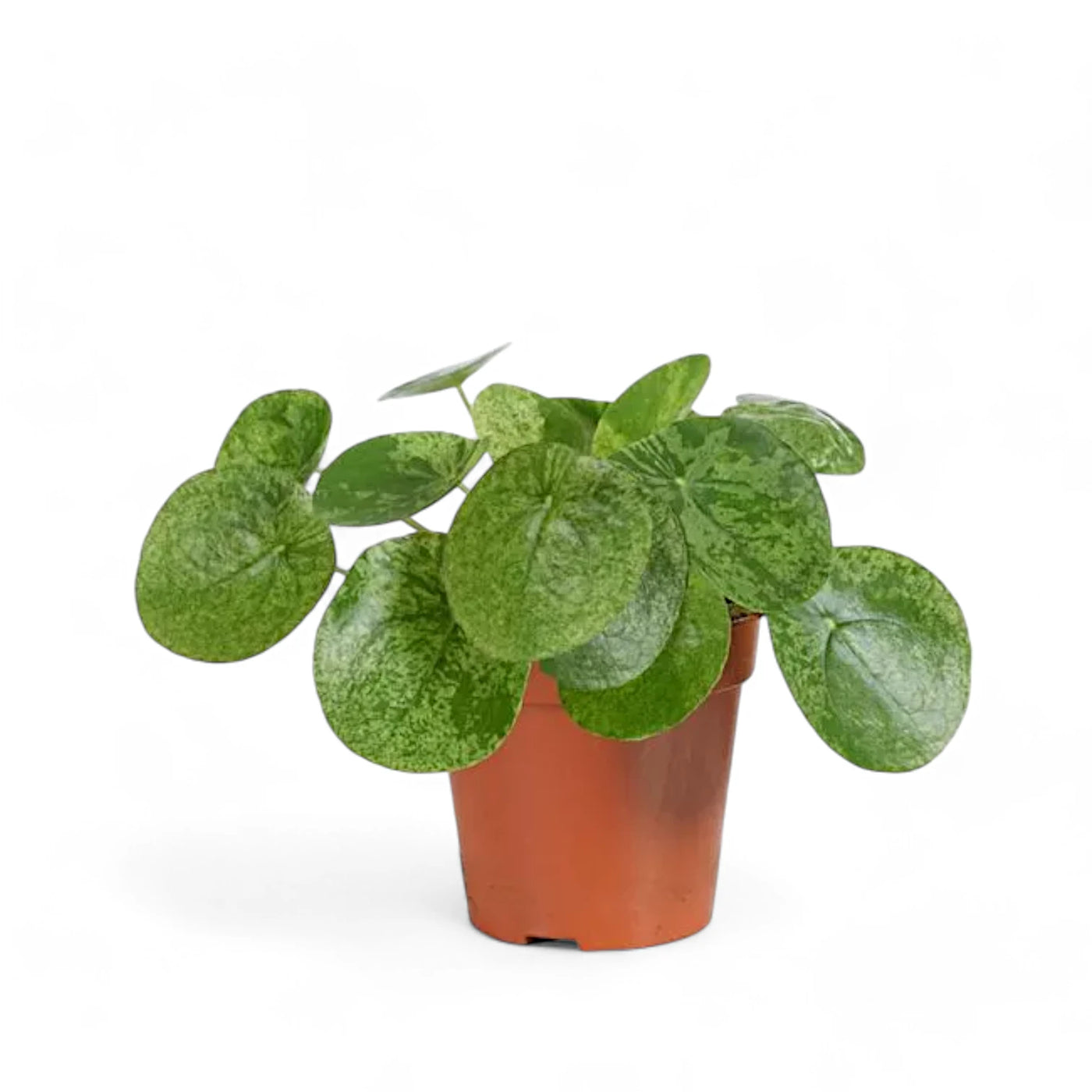 Pilea peperomioides 'Mojito' potted plant in nursery pot on white background.