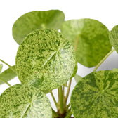 Pilea peperomioides Mojito variegated foliage close-up on white background