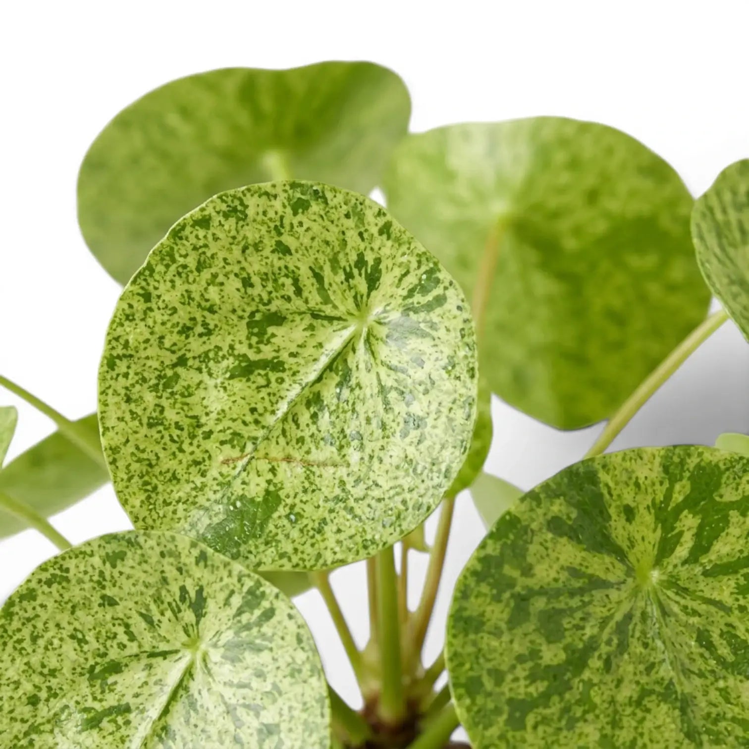 Pilea peperomioides Mojito variegated foliage close-up on white background