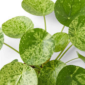 Pilea peperomioides Mojito variegated foliage close-up on white background