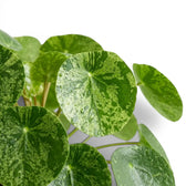 Pilea peperomioides Mojito variegated foliage close-up on white background