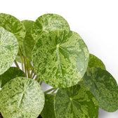 Pilea peperomioides Mojito variegated foliage close-up on white background