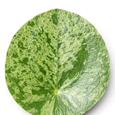 Pilea peperomioides Mojito round variegated leaf close-up on white background