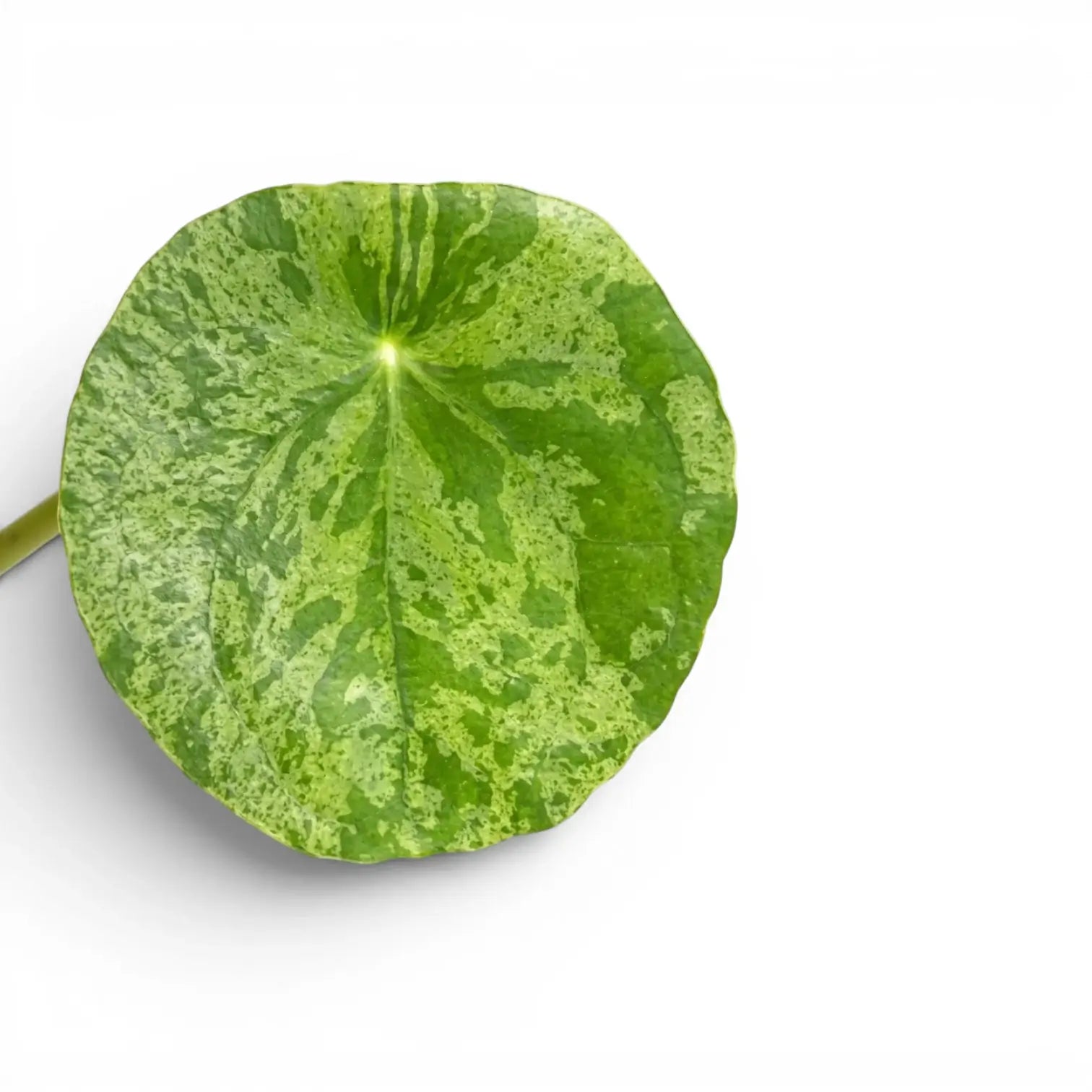 Pilea peperomioides Mojito round variegated leaf close-up on white background