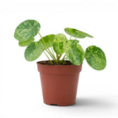 Pilea peperomioides Mojito plant with variegated leaves in a nursery pot on white background