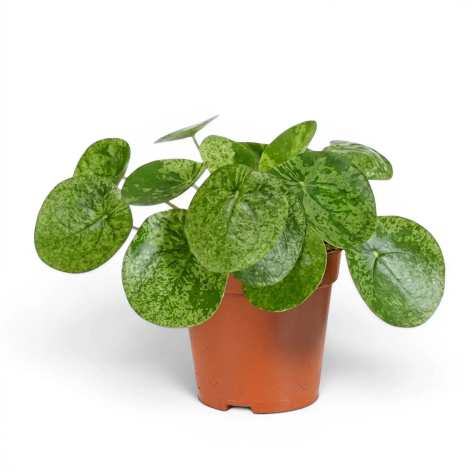 Pilea peperomioides Mojito plant with variegated leaves in a nursery pot on white background
