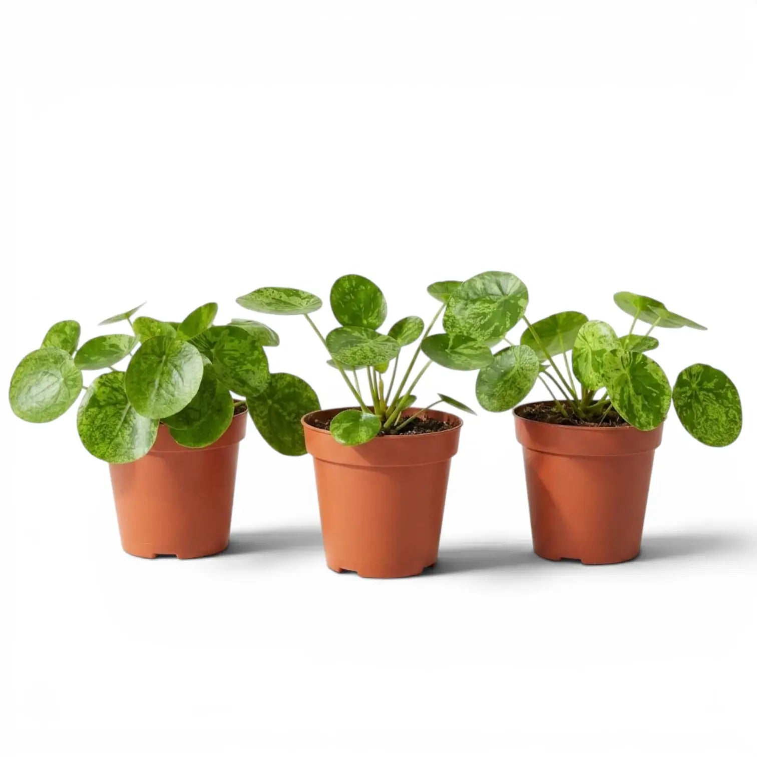 Pilea peperomioides Mojito plant with variegated leaves in a nursery pot on white background