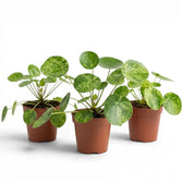 Pilea peperomioides Mojito plant with variegated leaves in a nursery pot on white background