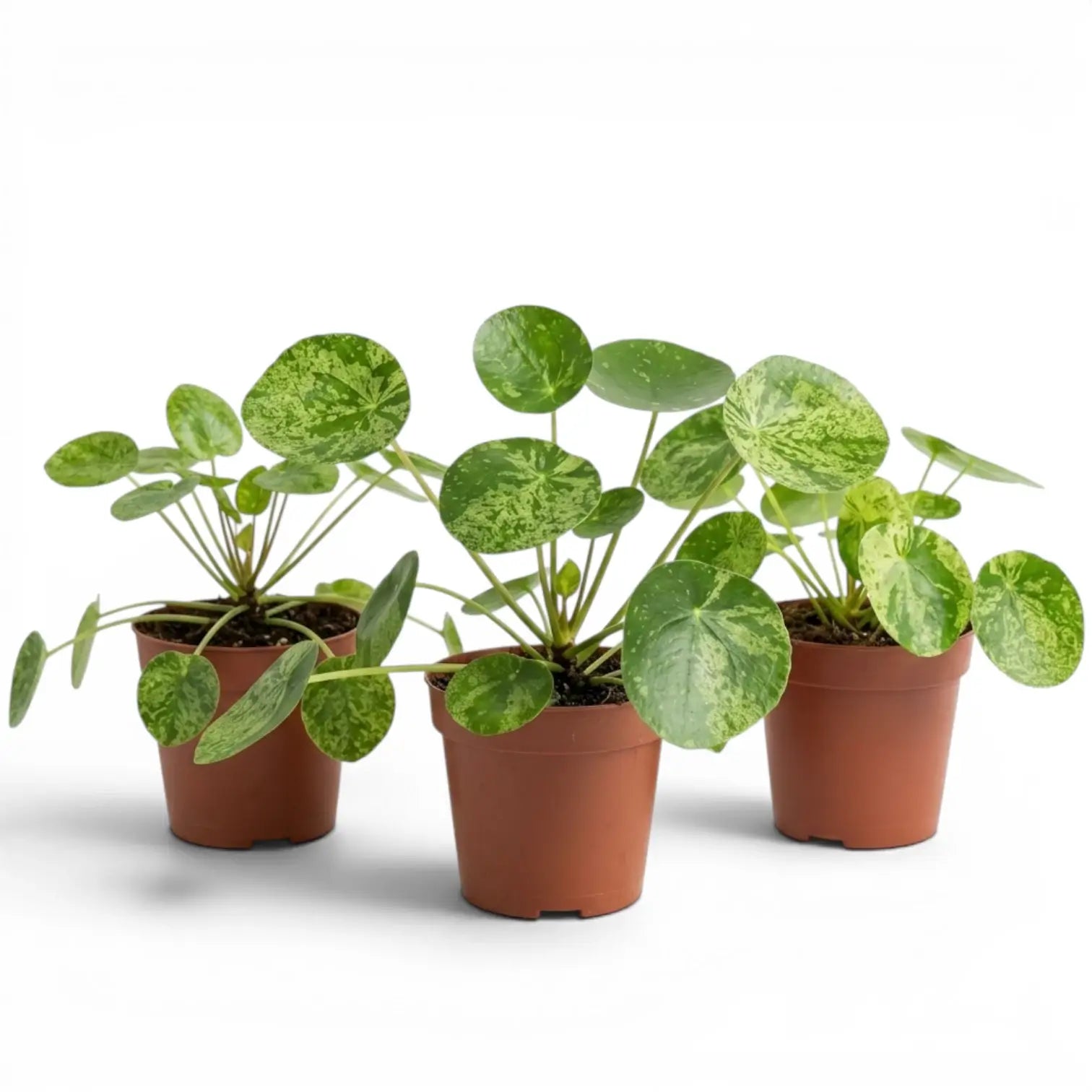 Pilea peperomioides Mojito plant with variegated leaves in a nursery pot on white background
