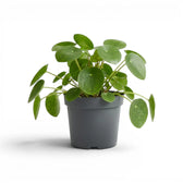 Pilea peperomioides plant with round green leaves in a nursery pot on white background