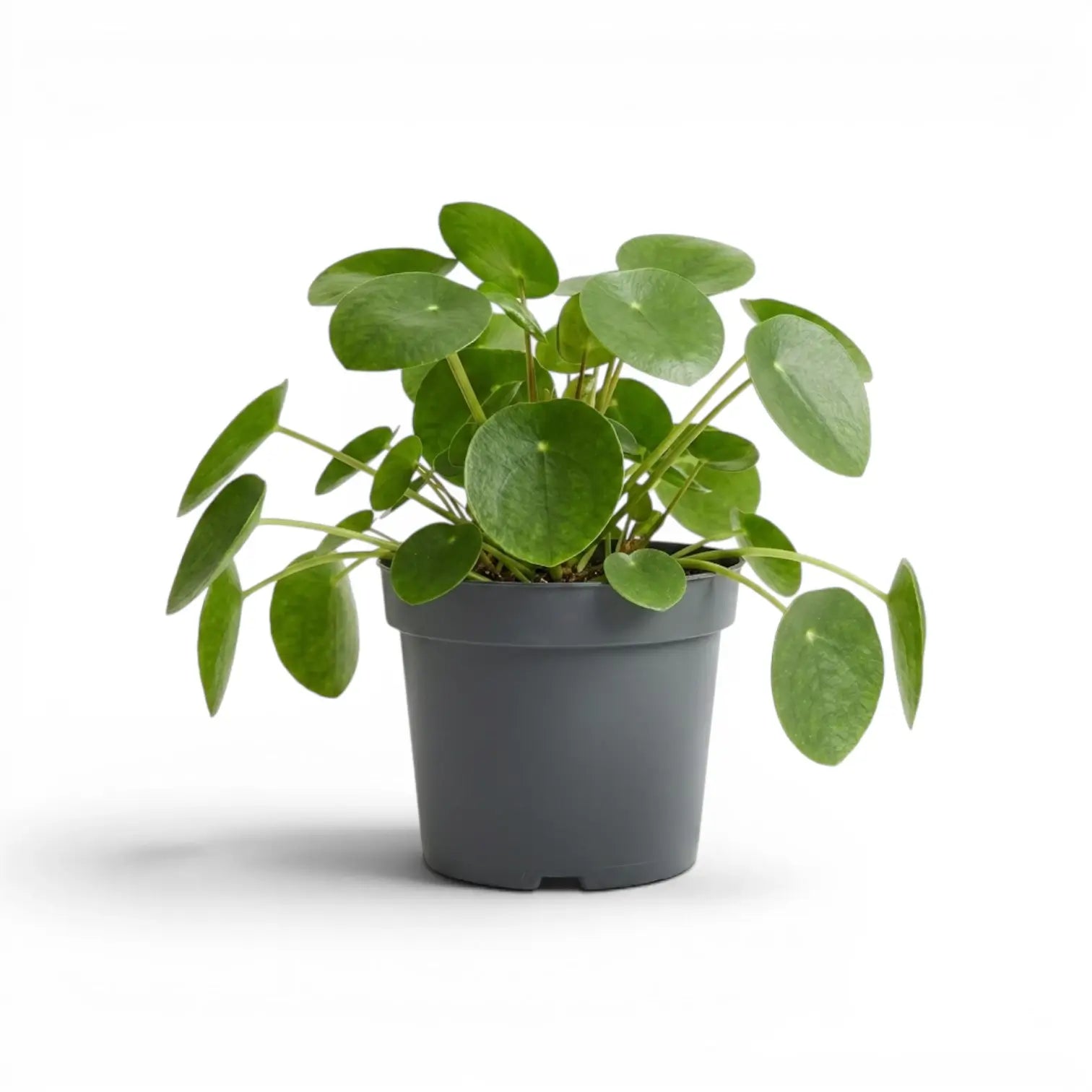Pilea peperomioides plant with round green leaves in a nursery pot on white background
