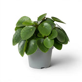 Pilea peperomioides plant with round green leaves in a nursery pot on white background