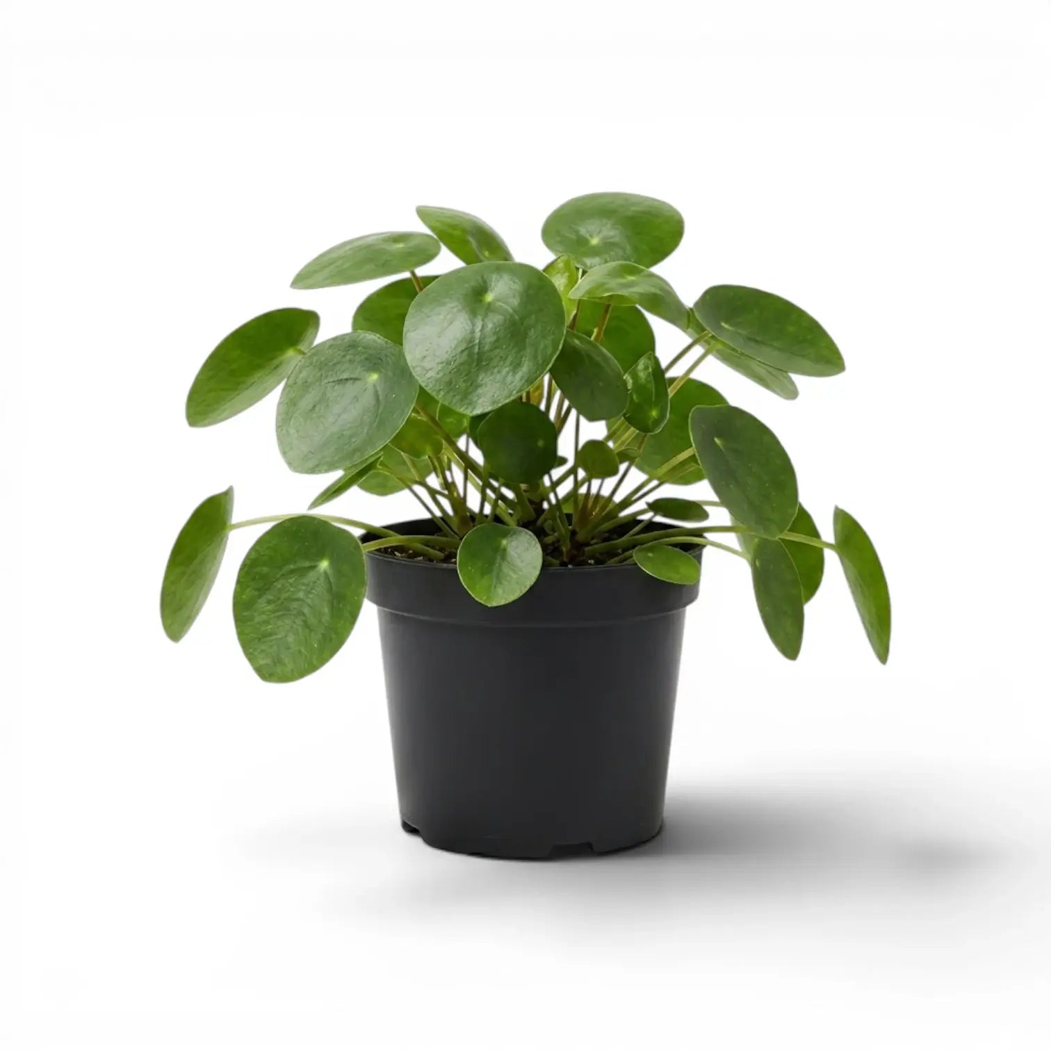 Pilea peperomioides plant with round green leaves in a nursery pot on white background