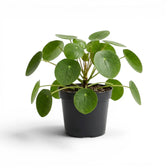 Pilea peperomioides plant with round green leaves in a nursery pot on white background